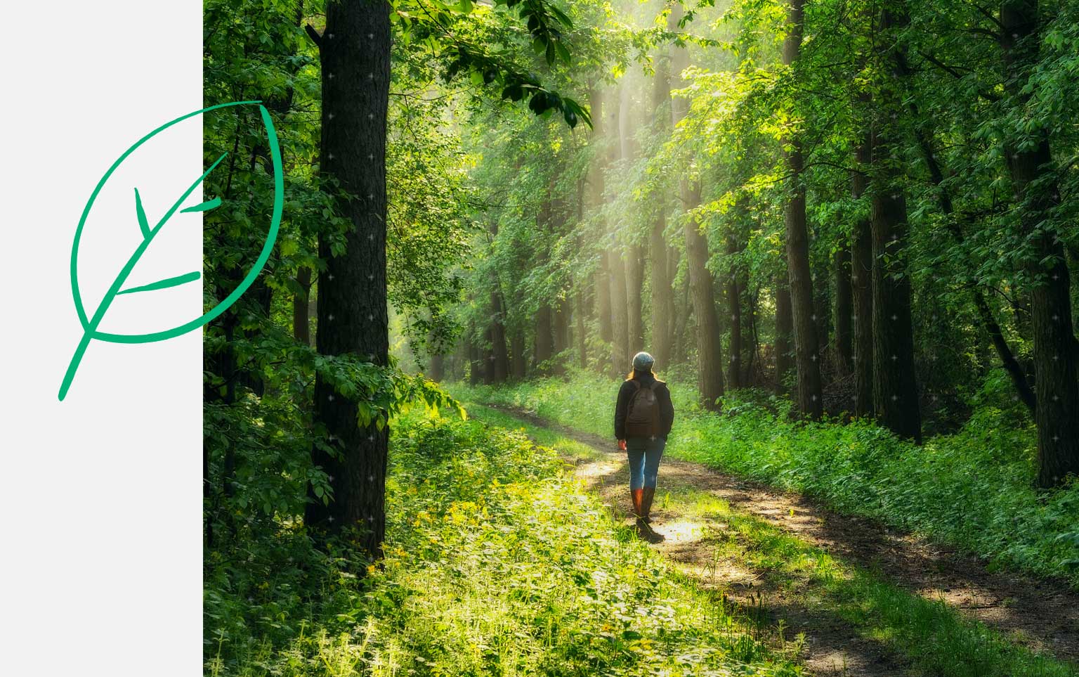 image of green forest