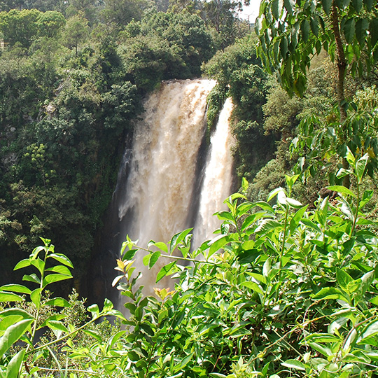 waterfall in a forest