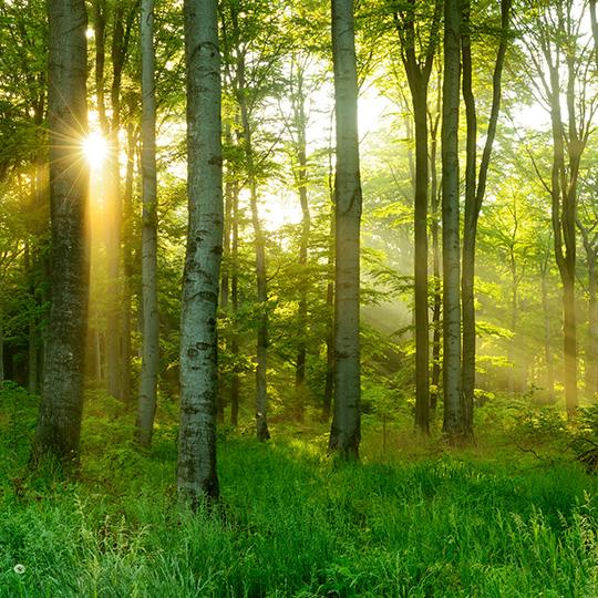 Soddisfare le esigenze del cliente e andare oltre shot of sun through trees in a forest