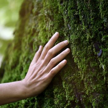 5 strategie per la creazione di un ufficio ecologico e sostenibile 