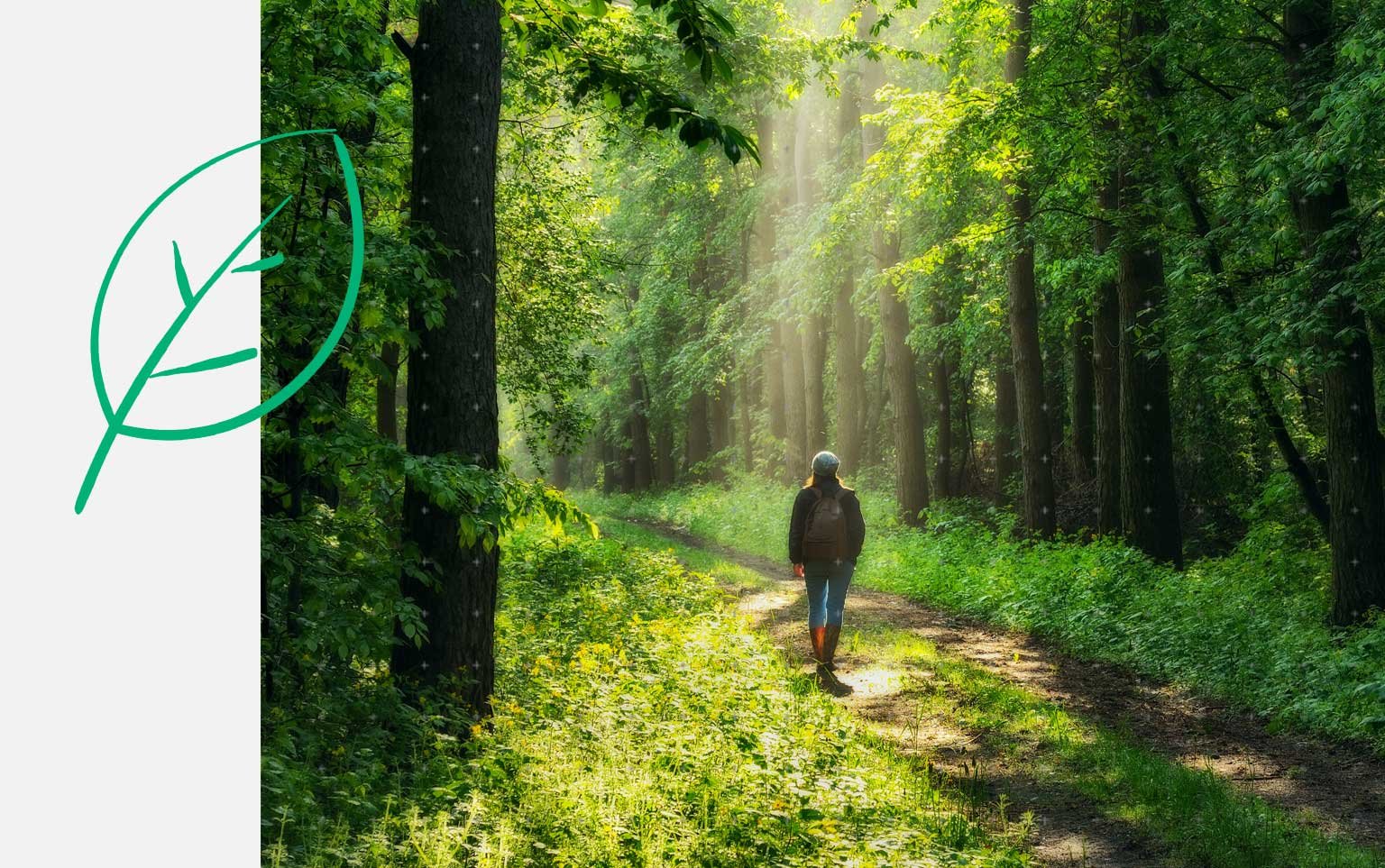 image of green forest